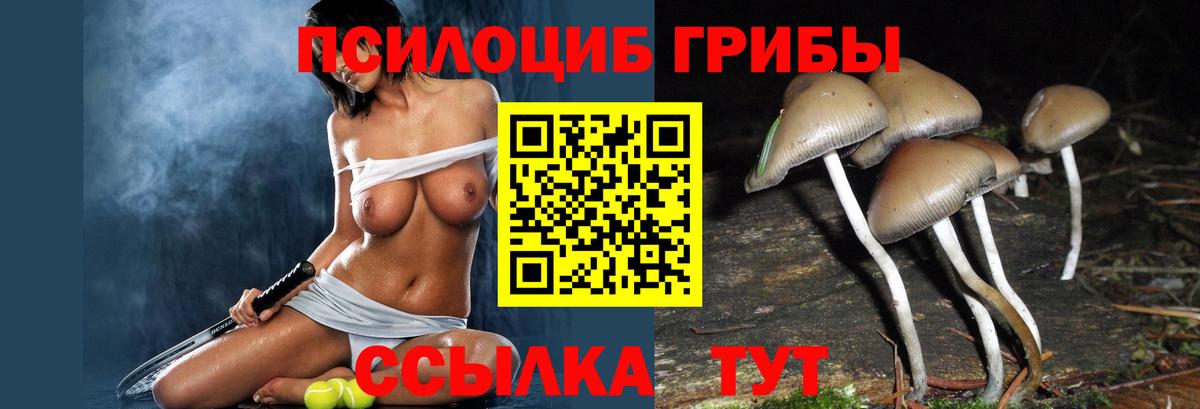Псилоцибиновые грибы прущие грибы Махачкала